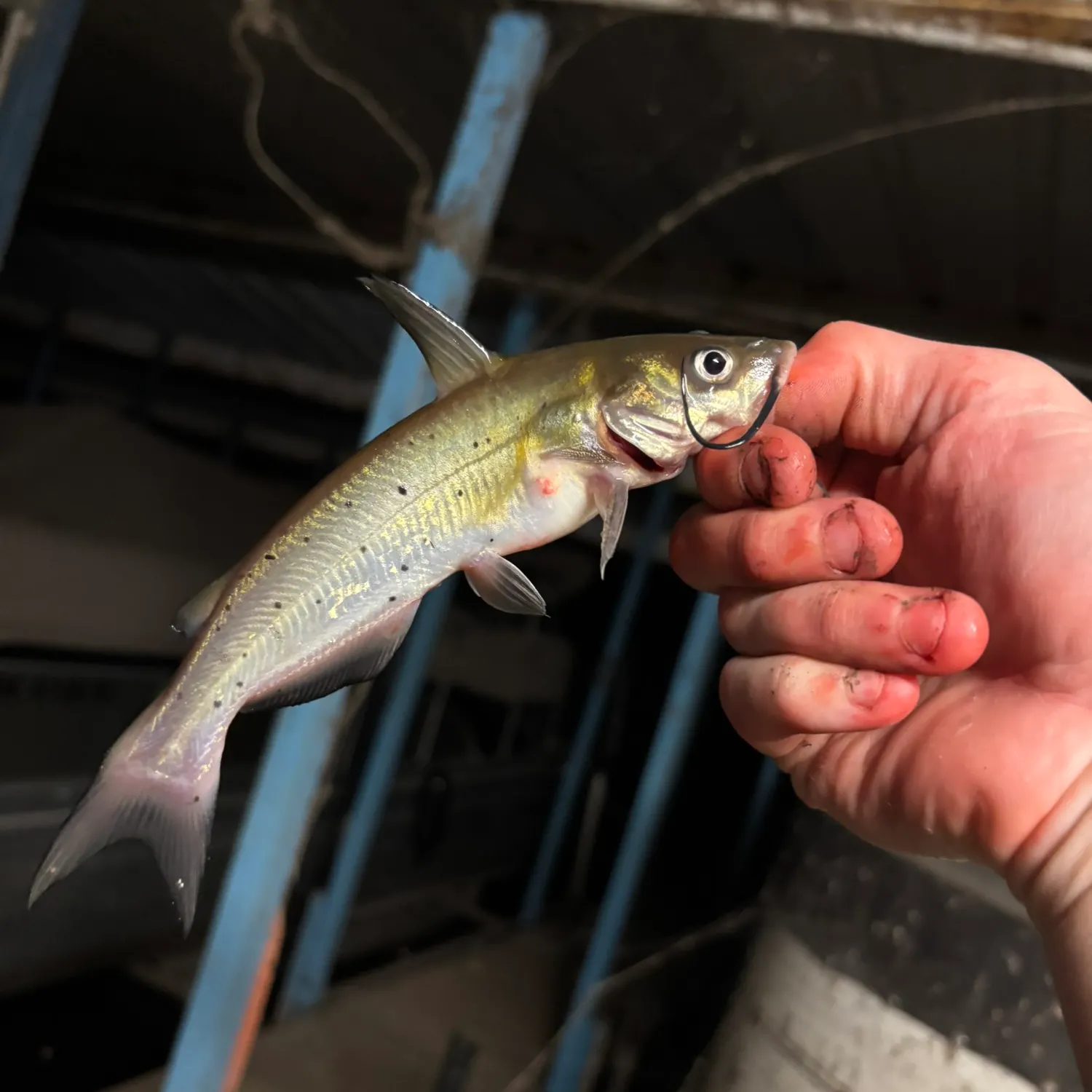 Channel catfish caught on Fishbrain