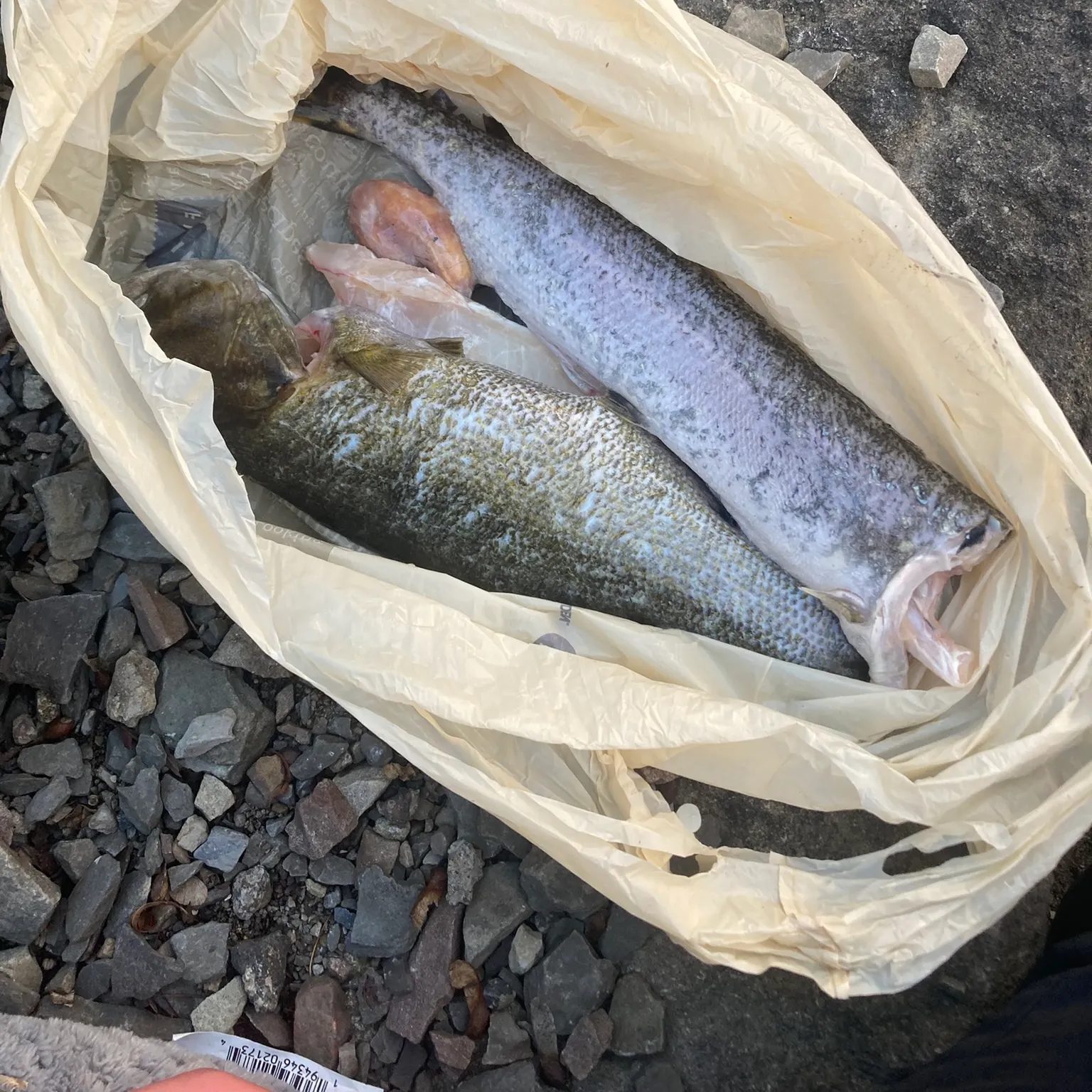 The most recent Smallmouth bass catches on Fishbrain