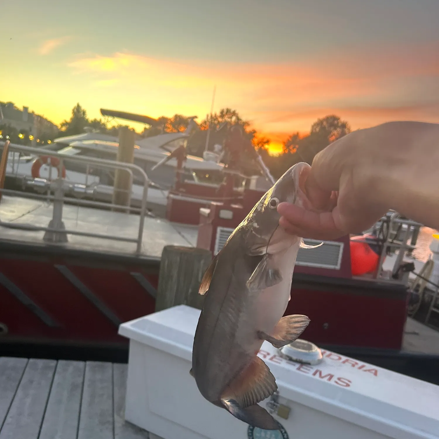 Blue catfish caught on Fishbrain