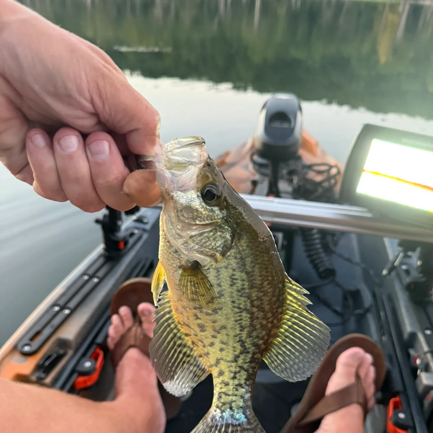 Black crappie caught on Fishbrain