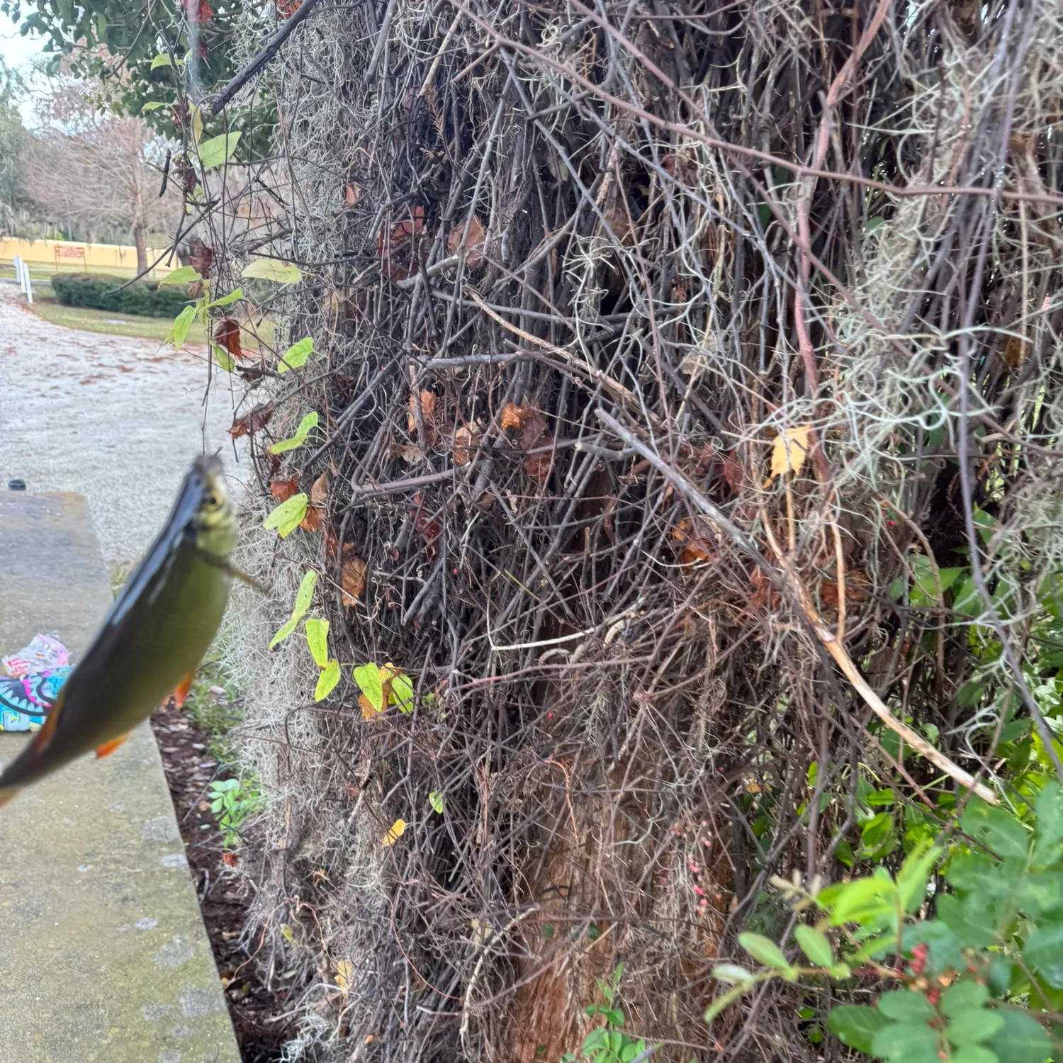 The most recent Golden shiner catches on Fishbrain