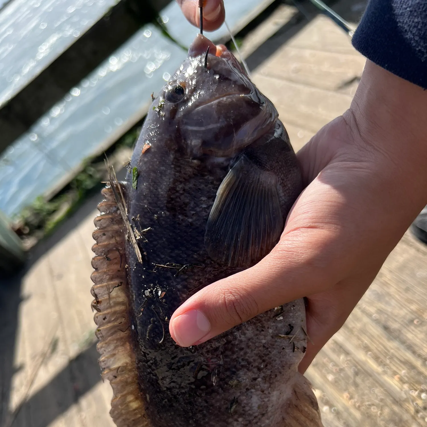 Tautog caught on Fishbrain