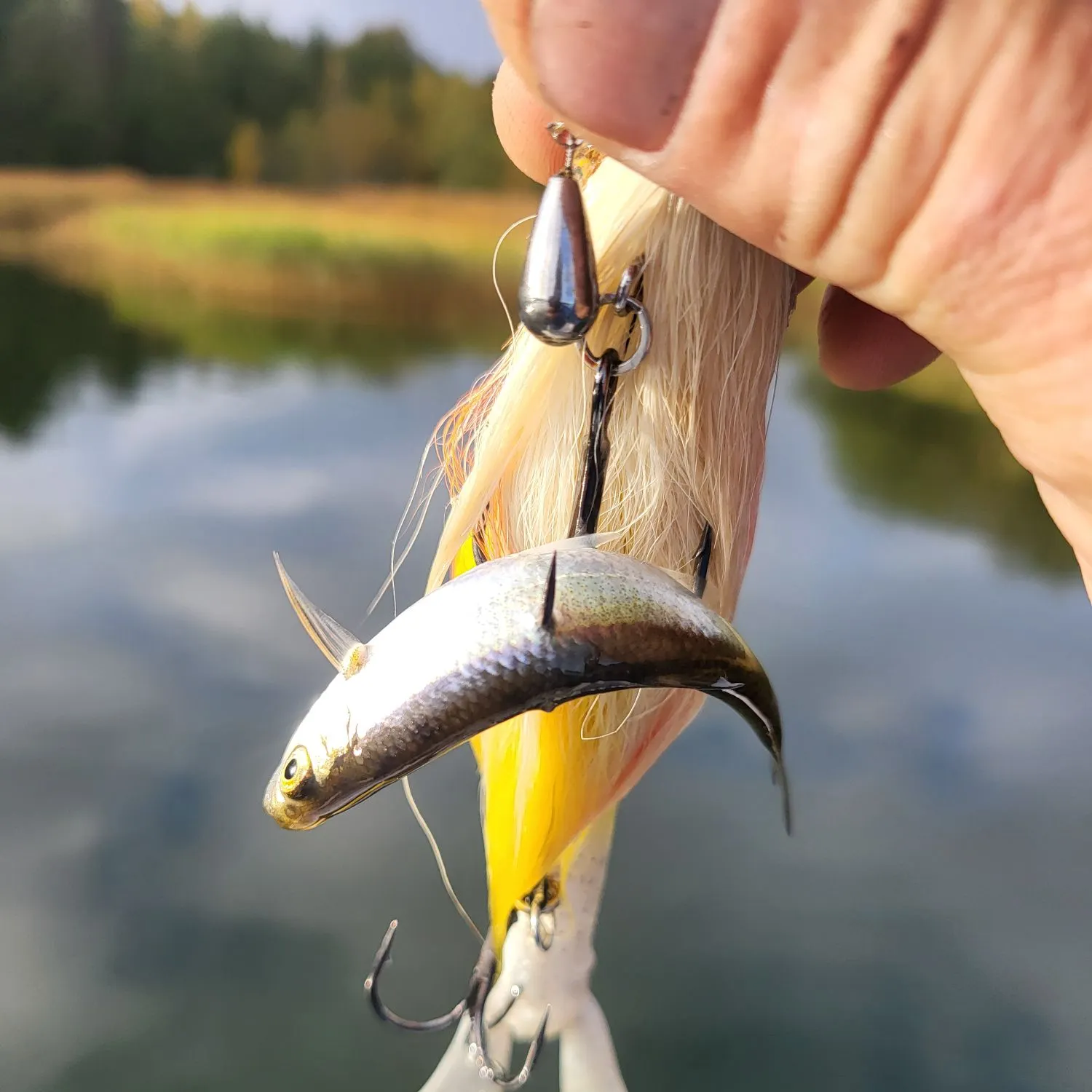 Common bleak caught on Fishbrain