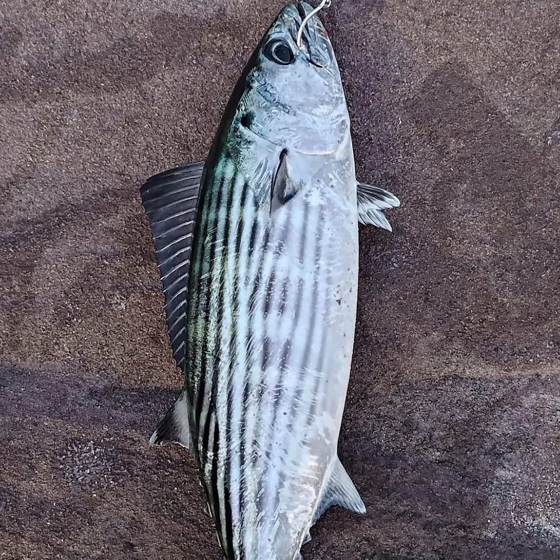 Australian bonito caught on Fishbrain
