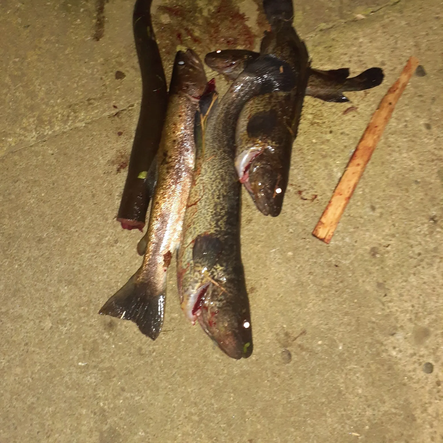 recently logged catches