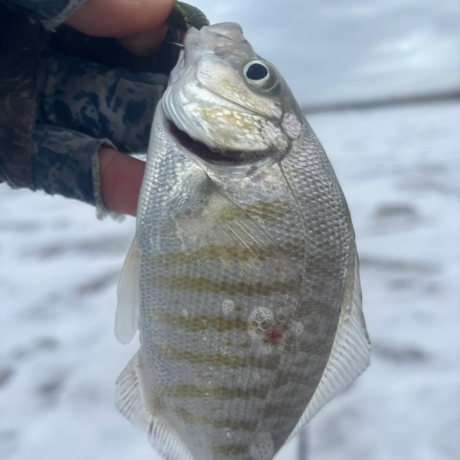Barred surfperch caught on Fishbrain