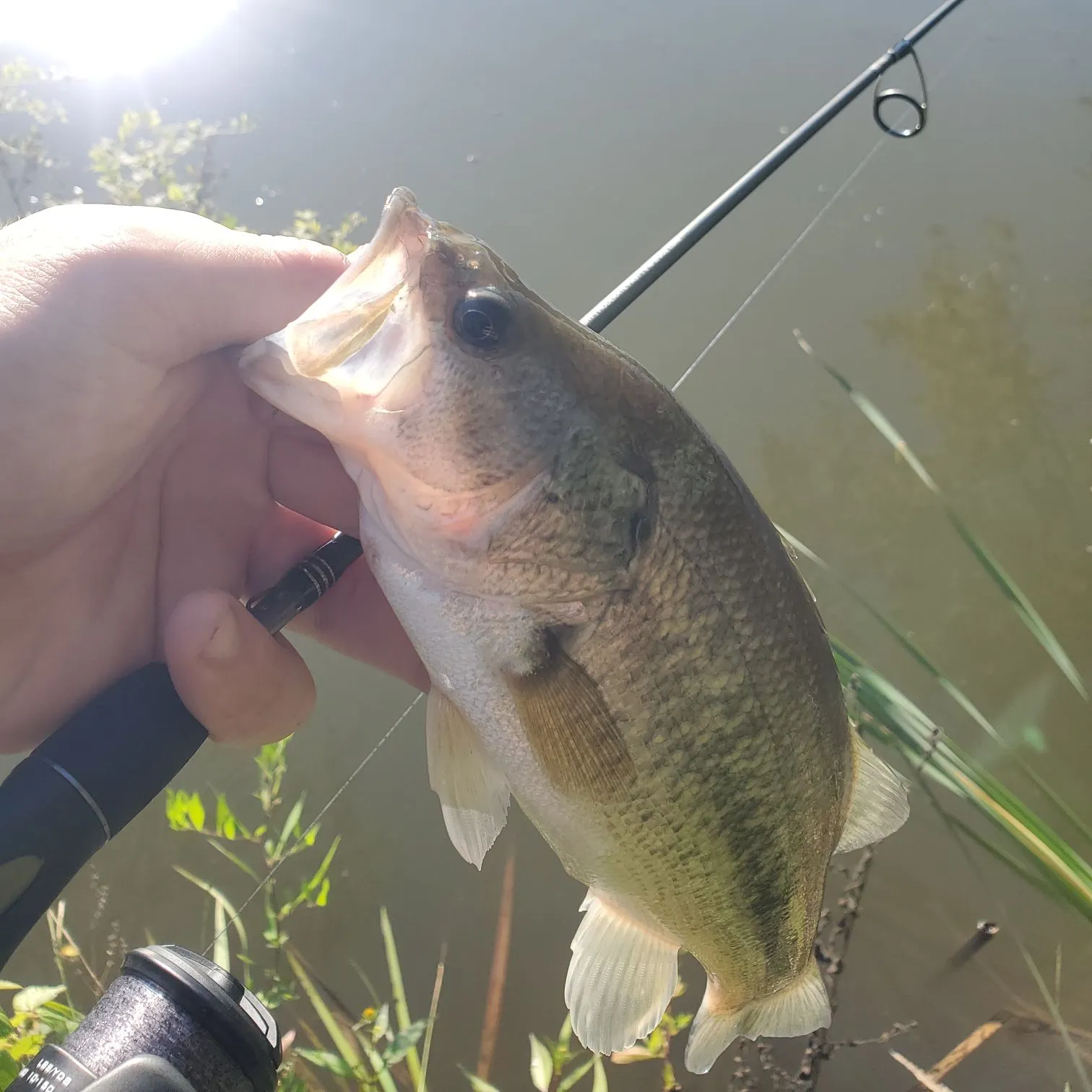 Largemouth bass caught on Fishbrain