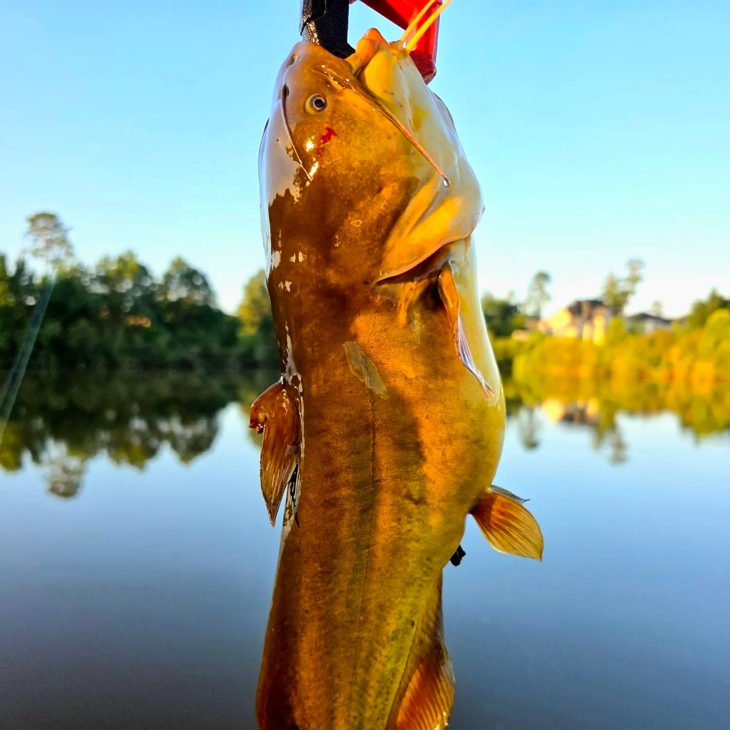 catch