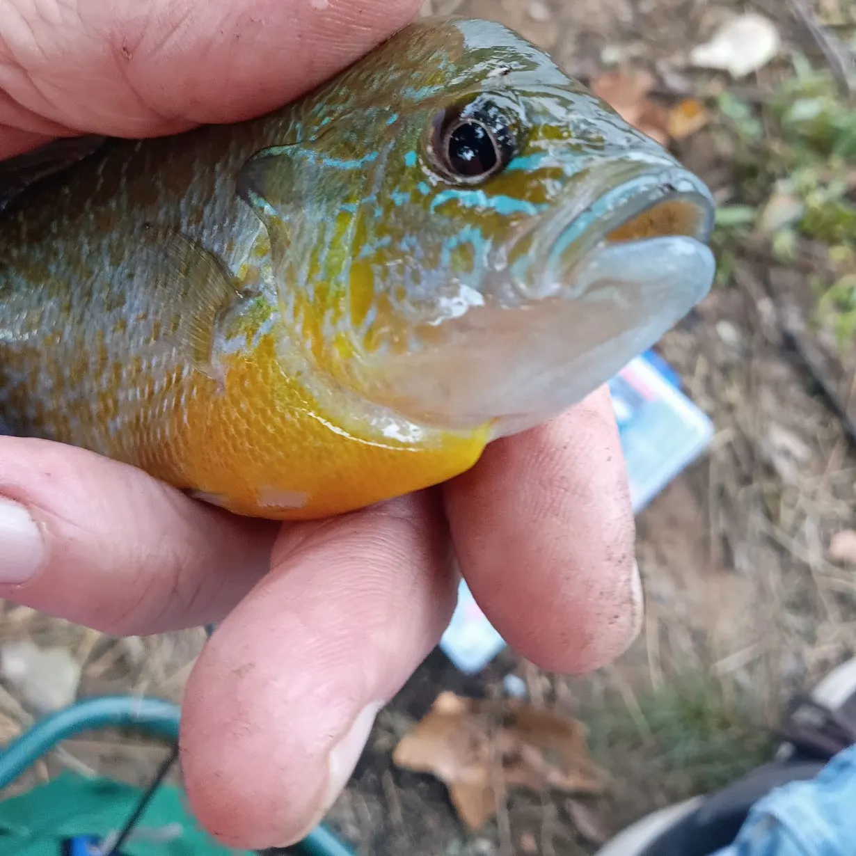 Redbreast sunfish caught on Fishbrain