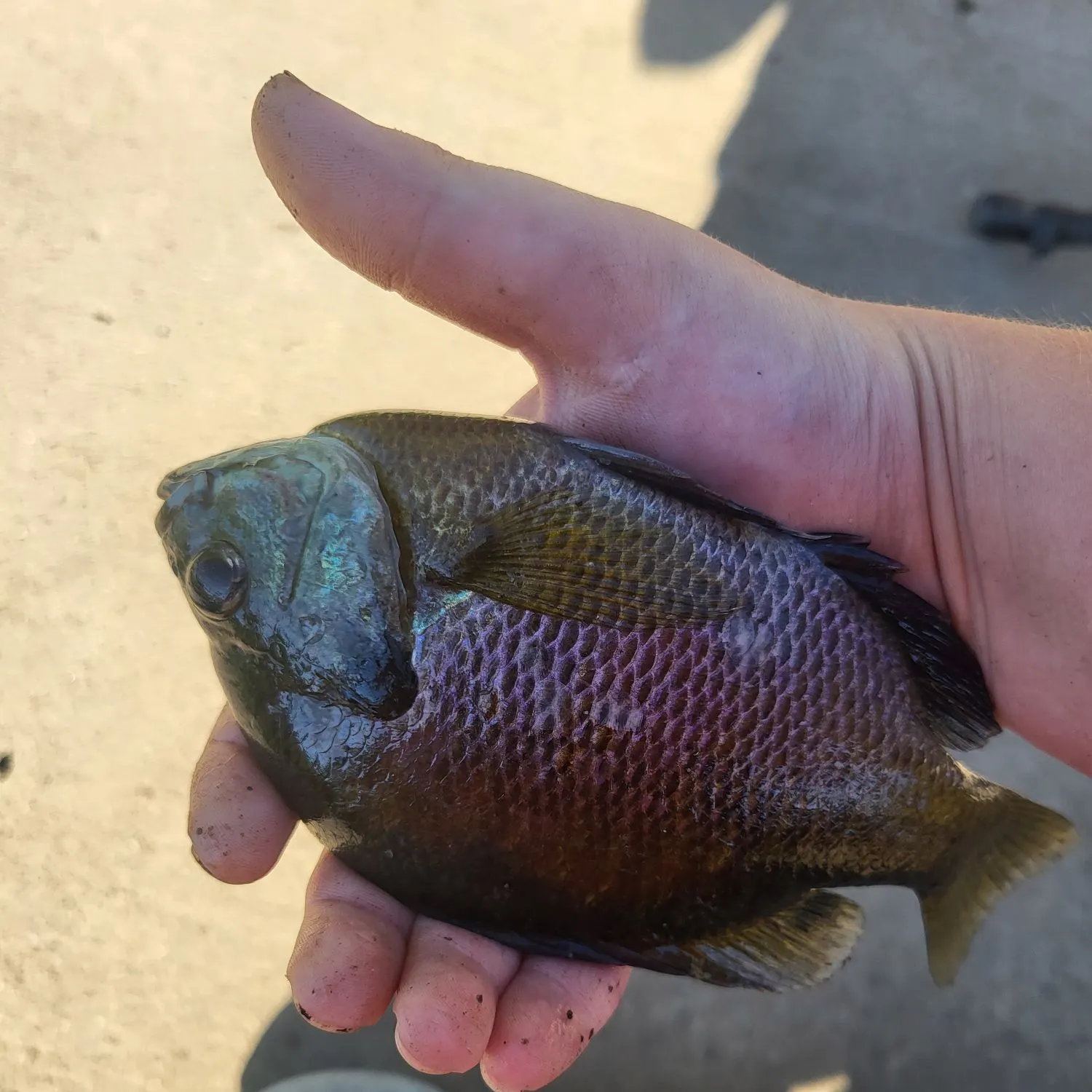 Bluegill caught on Fishbrain