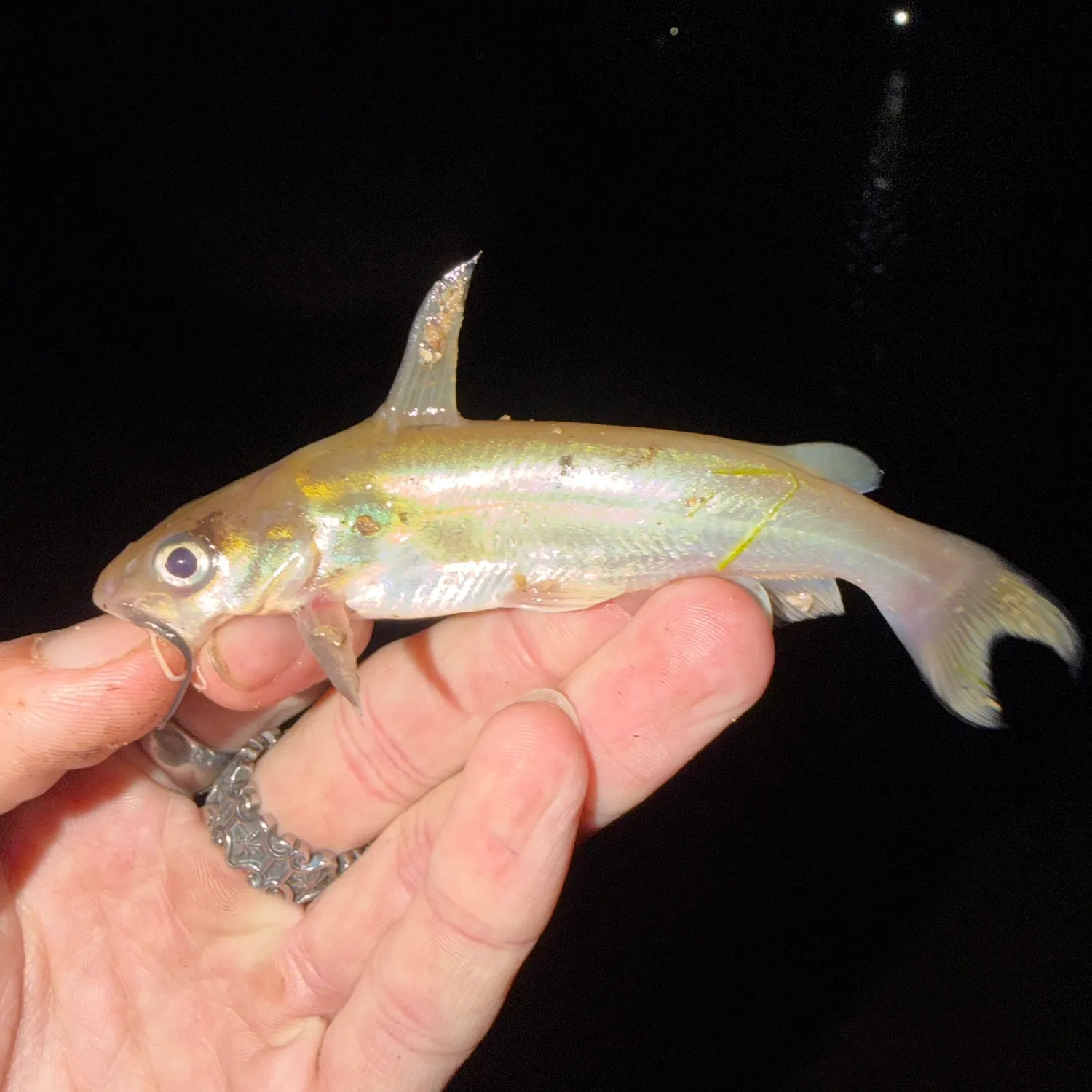 Channel catfish caught on Fishbrain