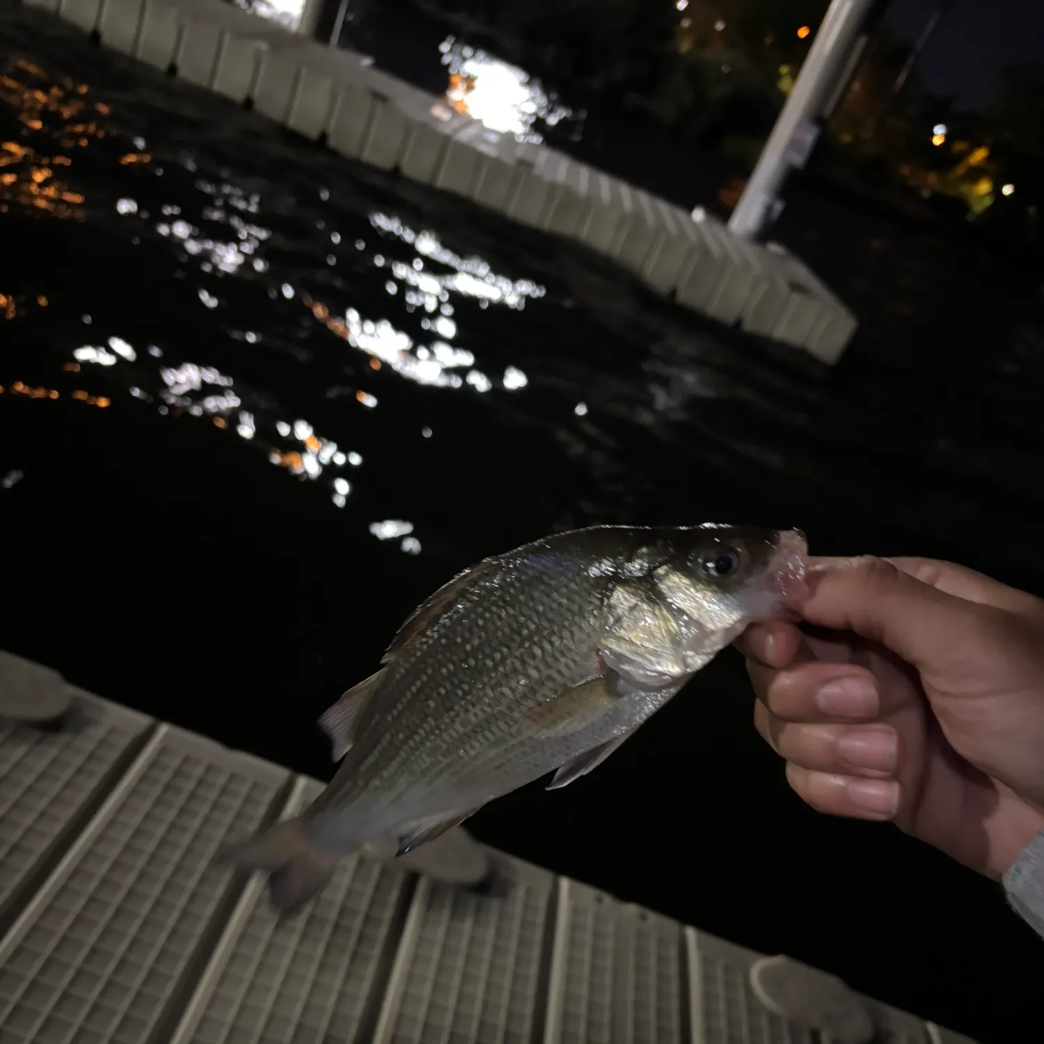 White perch caught on Fishbrain