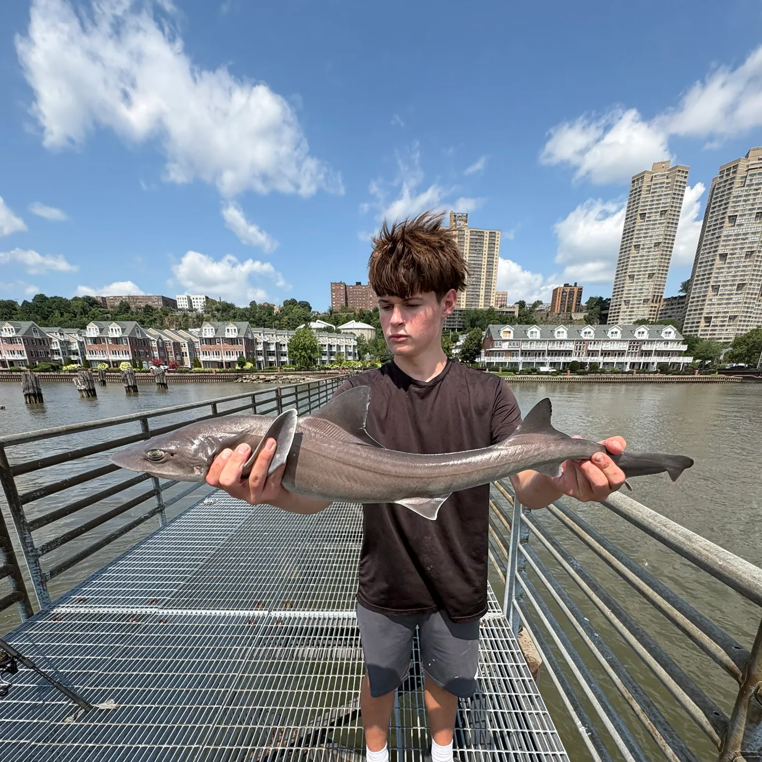 The most recent Dusky smooth-hound catches on Fishbrain