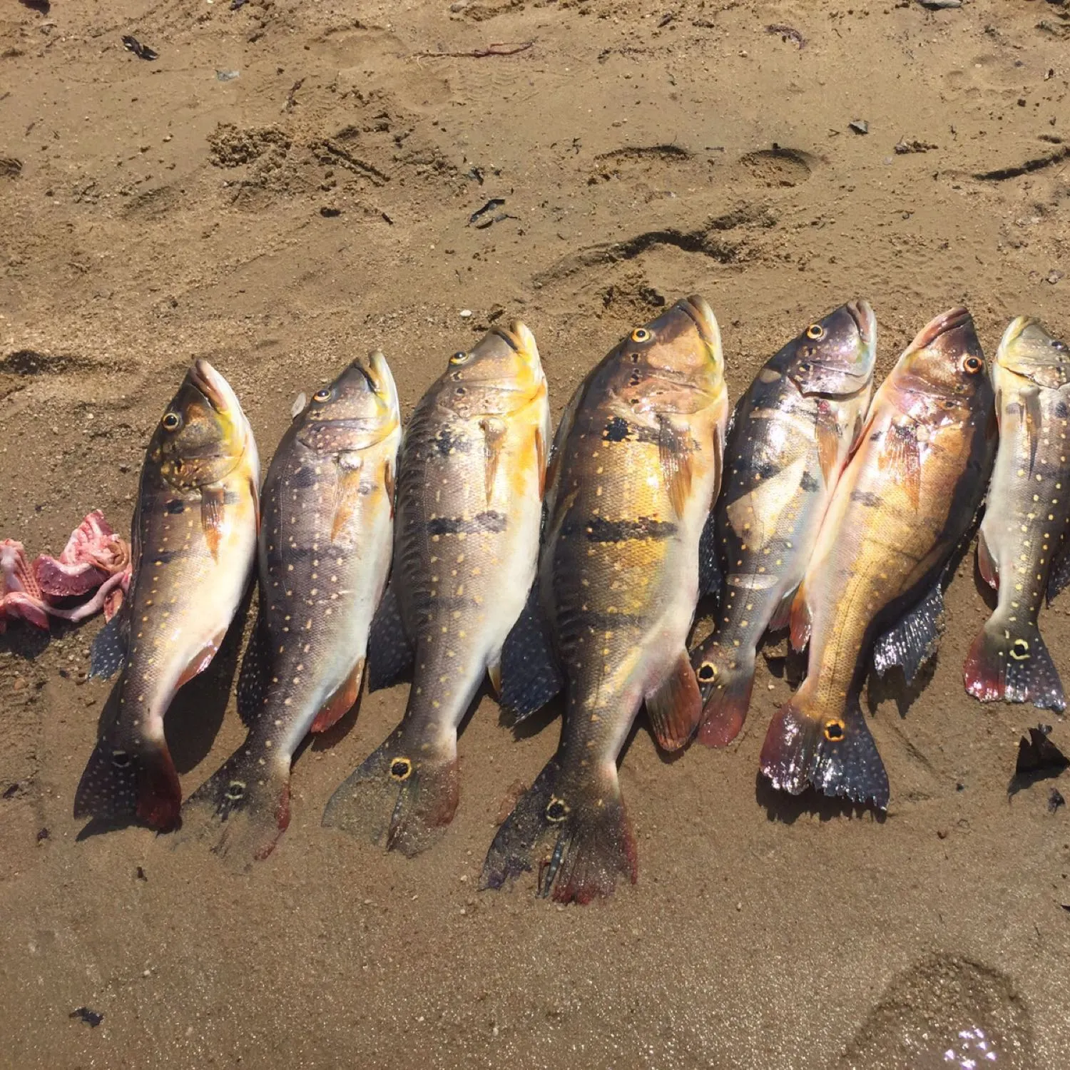 recently logged catches
