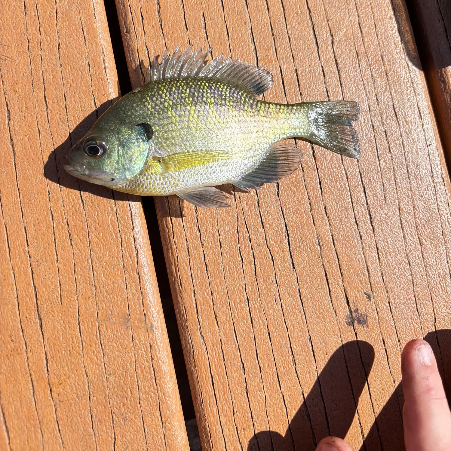 Bluegill caught on Fishbrain
