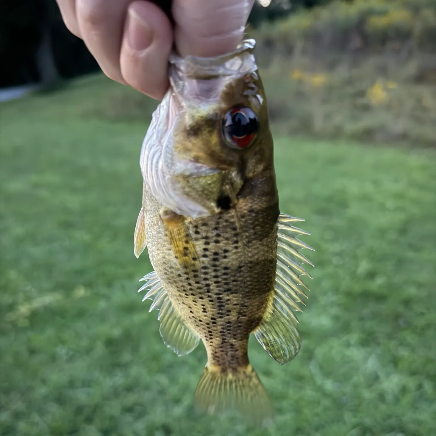 Rock bass caught on Fishbrain
