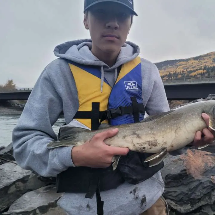 The most recent Bull trout catches on Fishbrain
