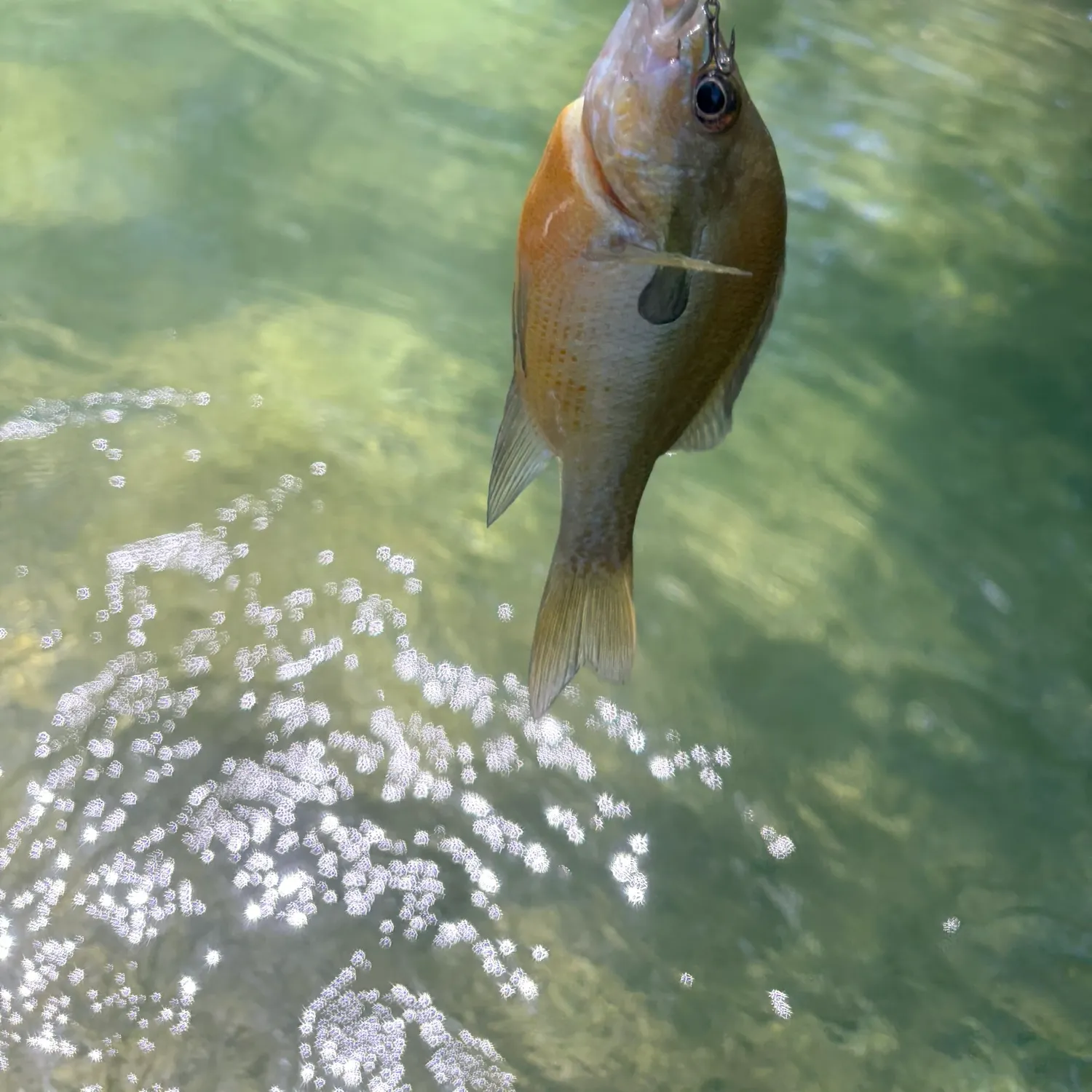 Redbreast sunfish caught on Fishbrain