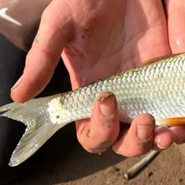 Common dace caught on Fishbrain