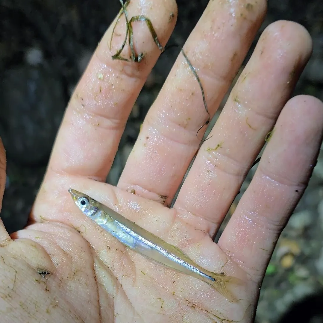 The most recent Brook silverside catches on Fishbrain