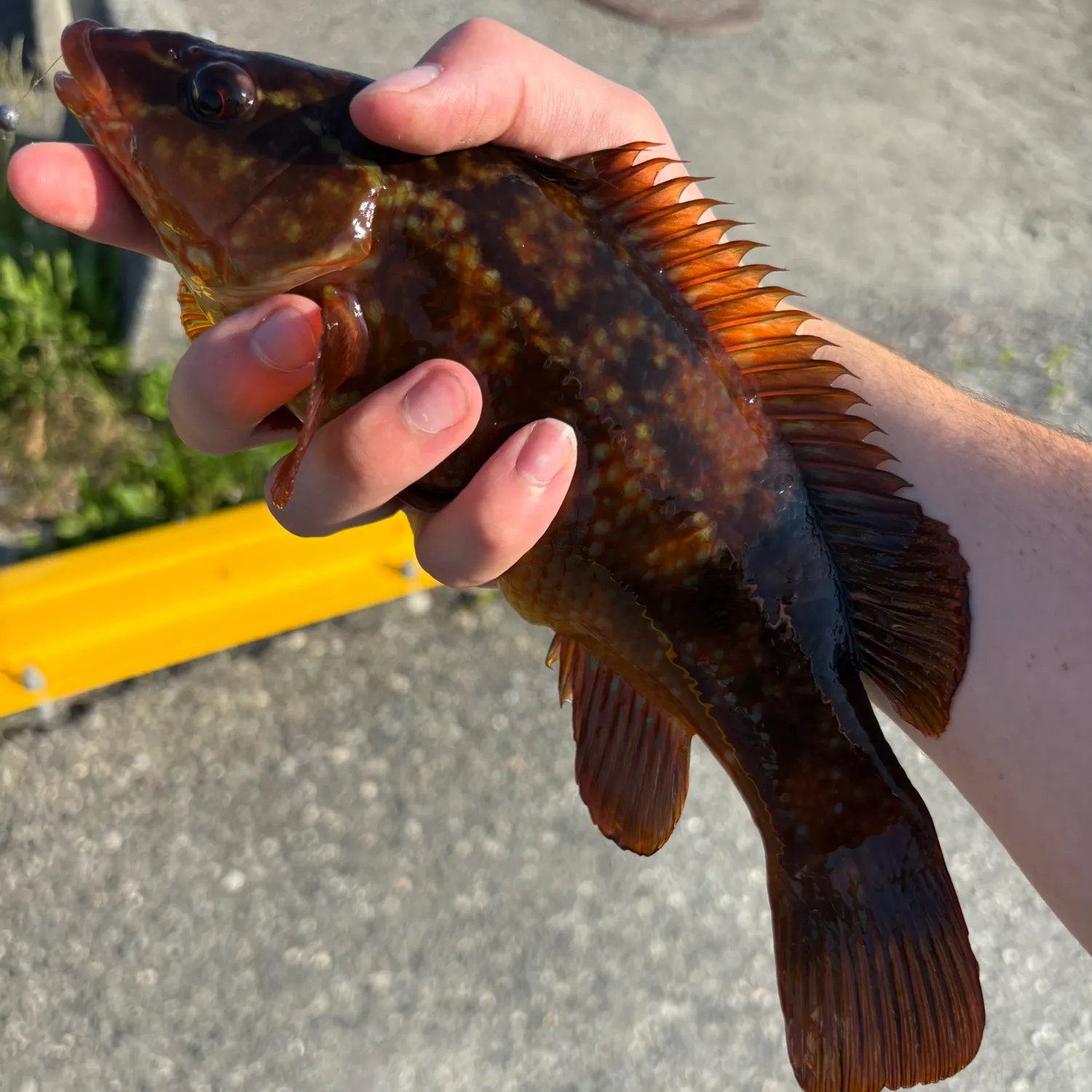 The most recent Ballan wrasse catches on Fishbrain