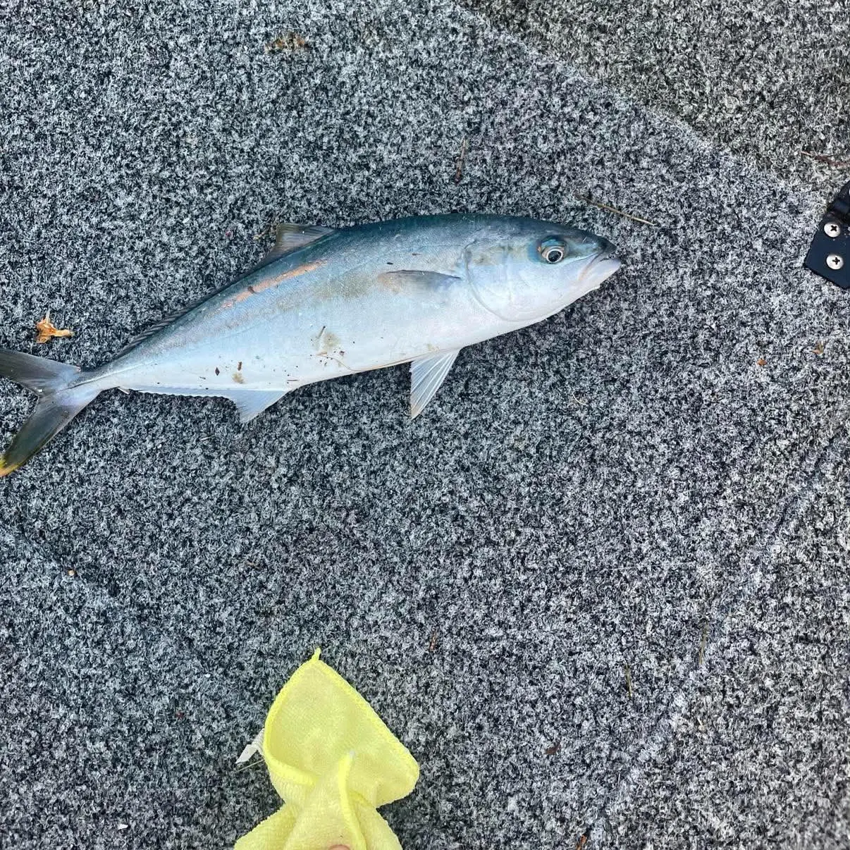 Southern yellowtail amberjack caught on Fishbrain