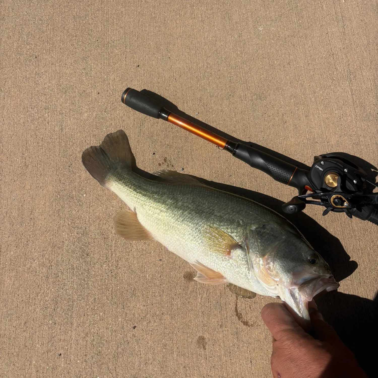 Largemouth bass caught on Fishbrain