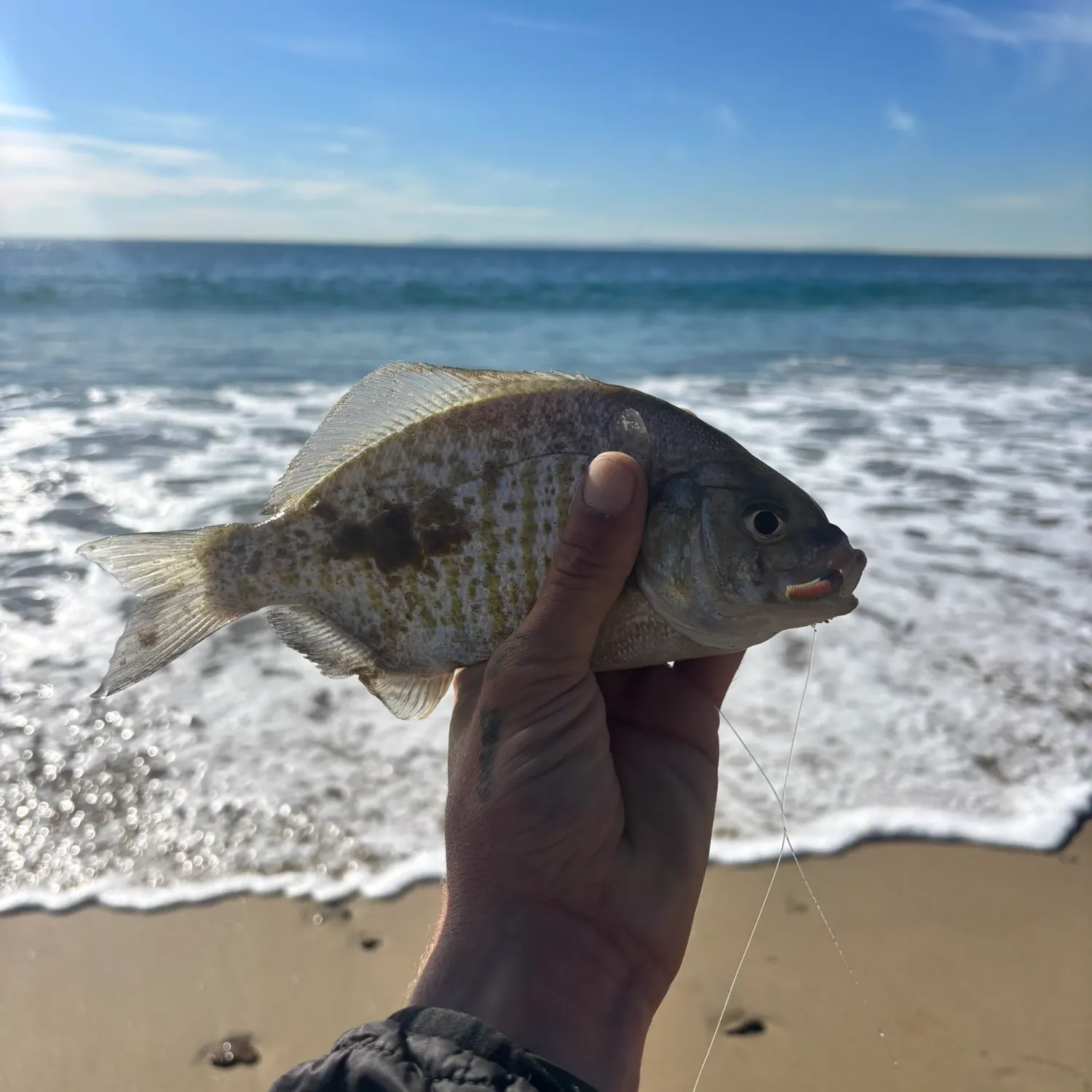 The most recent Barred surfperch catches on Fishbrain
