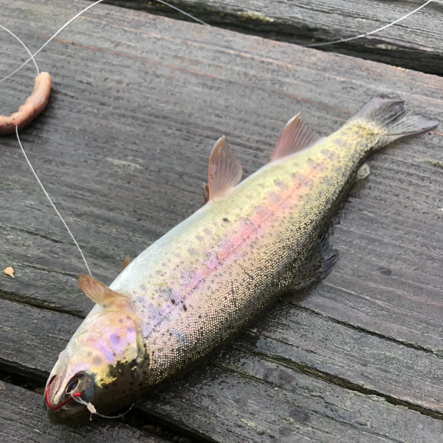 The most recent Paiute cutthroat trout catches on Fishbrain