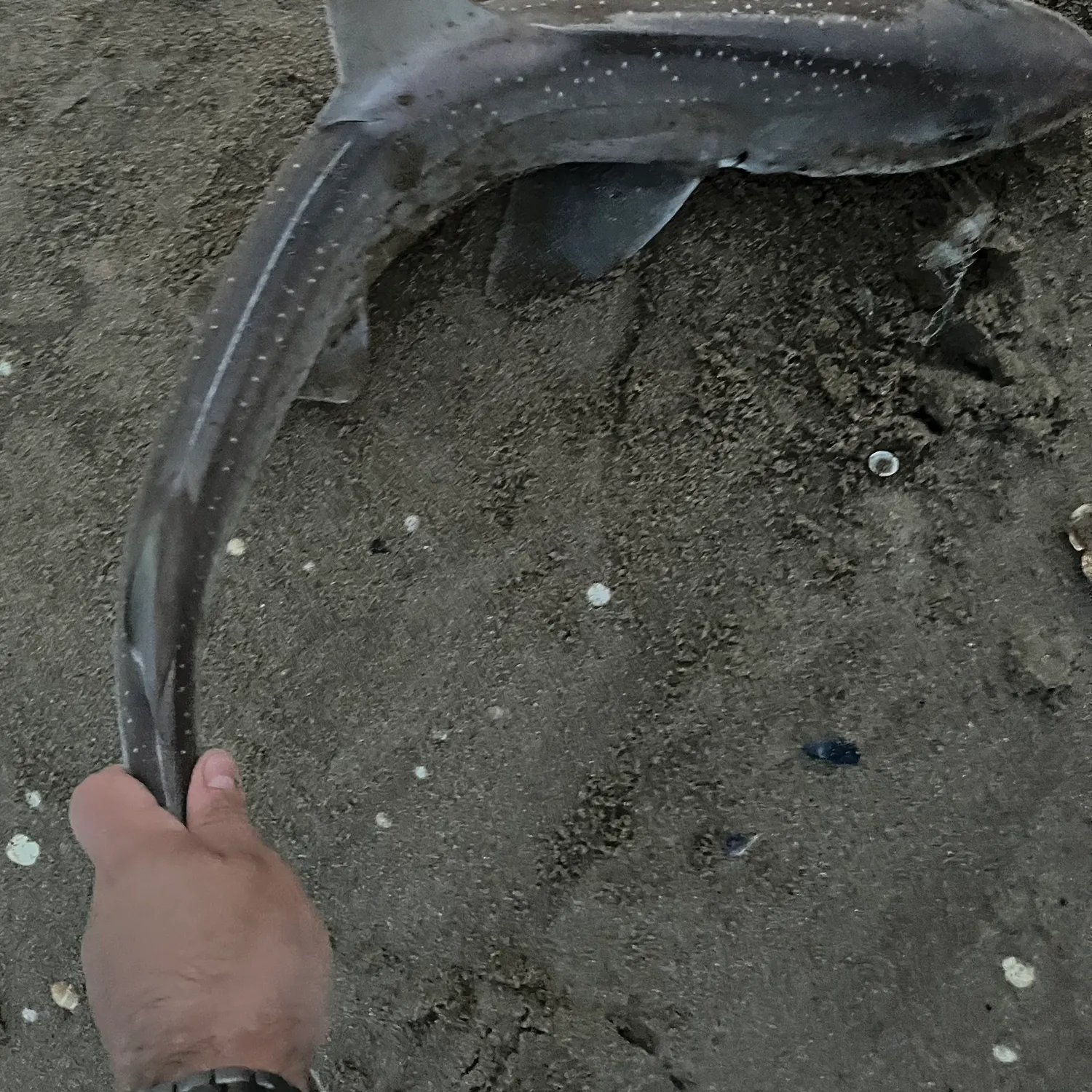 most liked catch image