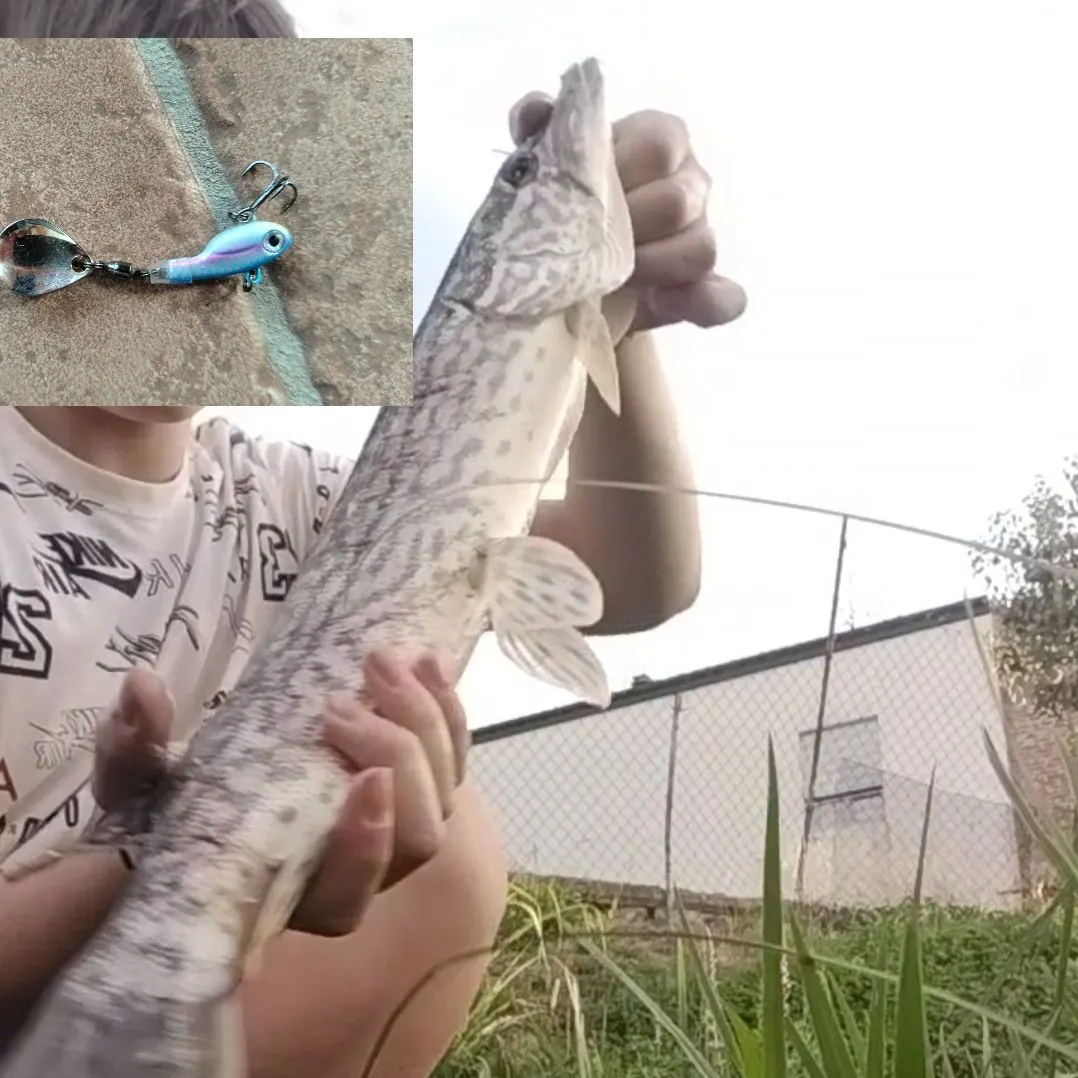 Northern pike caught on Fishbrain