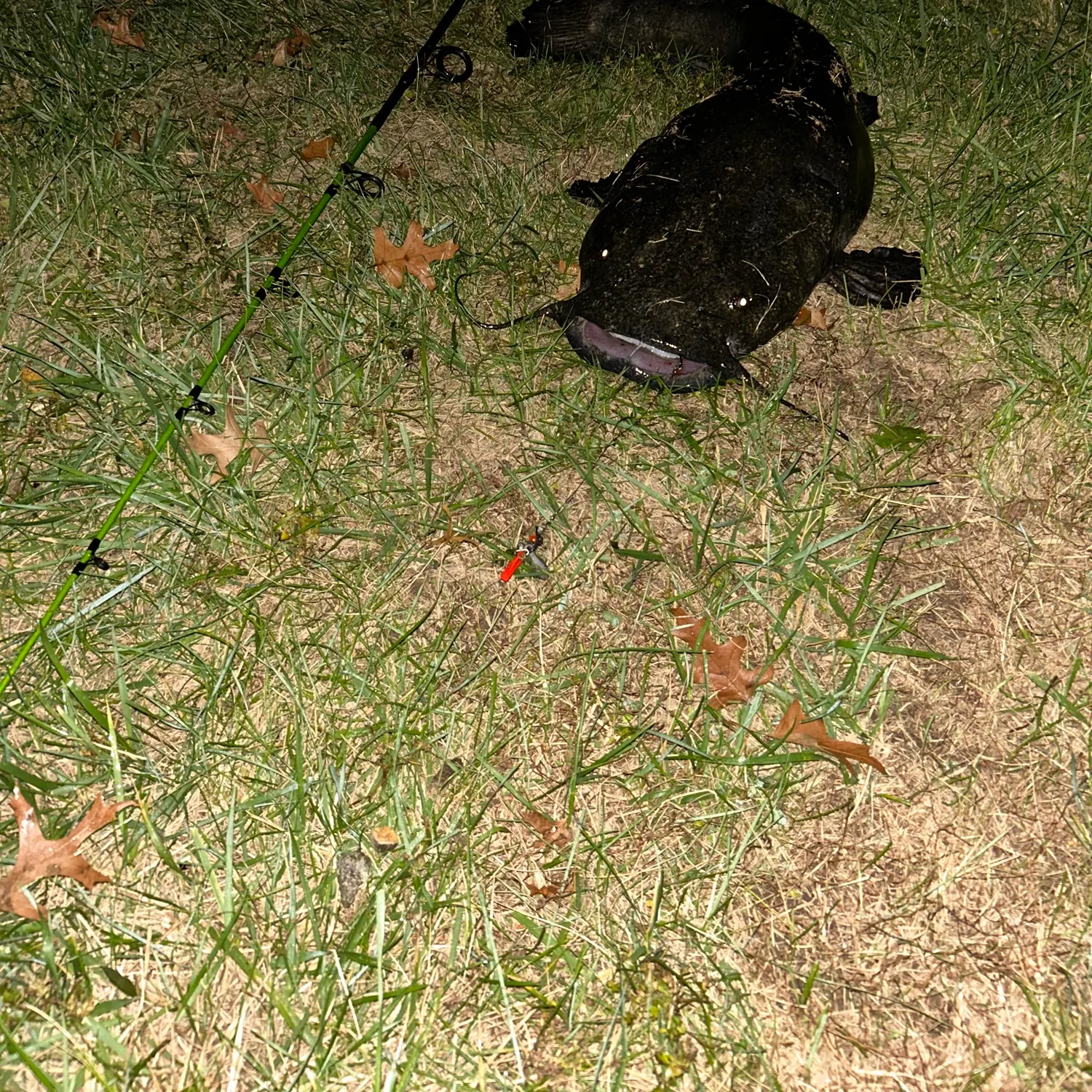 Flathead catfish caught on Fishbrain