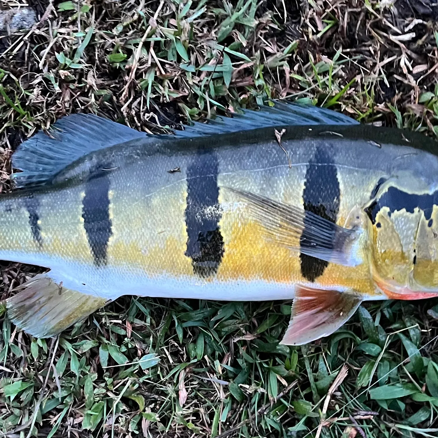The most recent Speckled peacock bass catches on Fishbrain