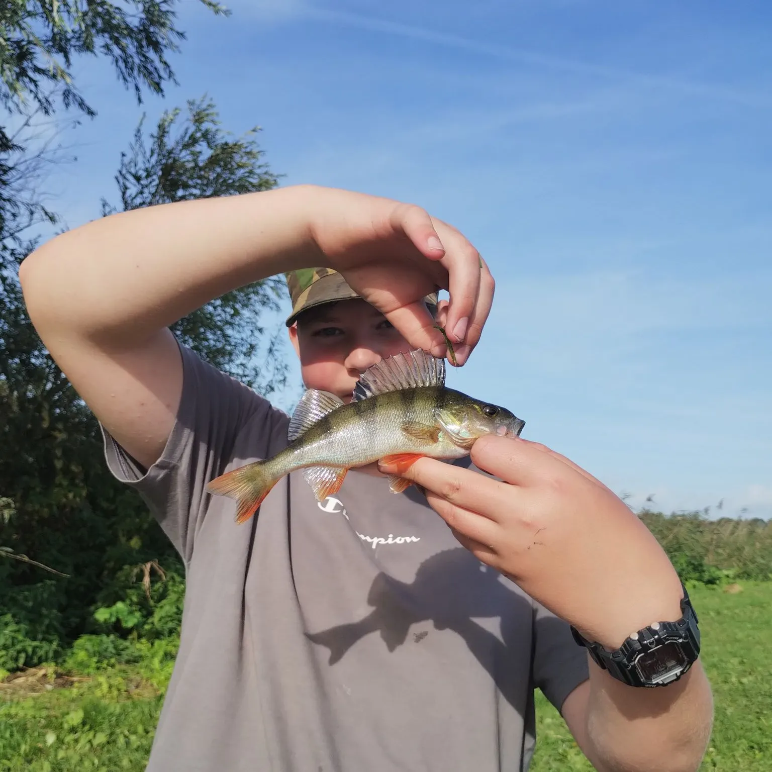 European perch caught on Fishbrain