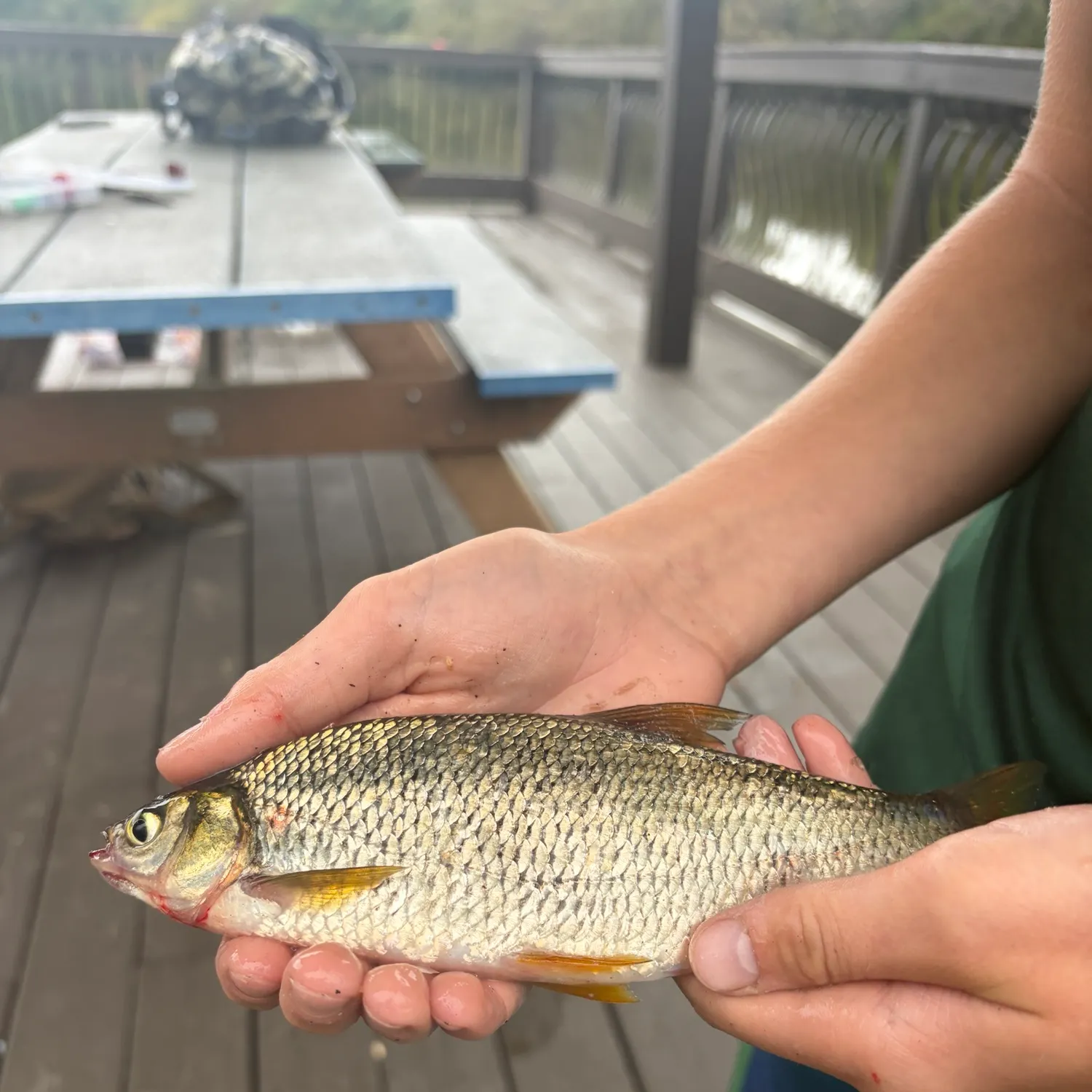 The most recent Golden shiner catches on Fishbrain