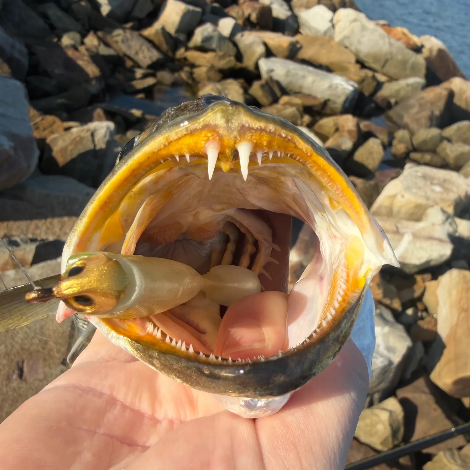 Spotted seatrout caught on Fishbrain