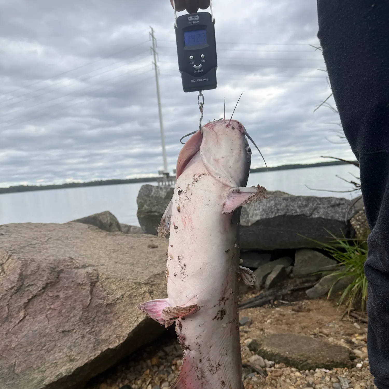 Blue catfish caught on Fishbrain