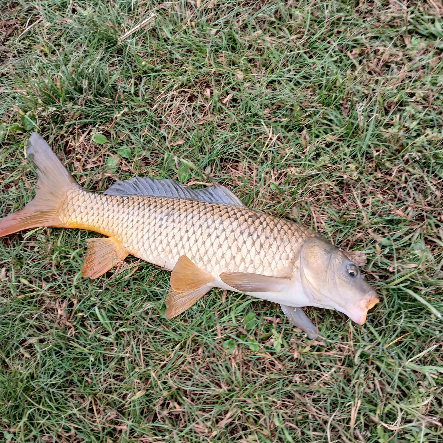Common carp caught on Fishbrain