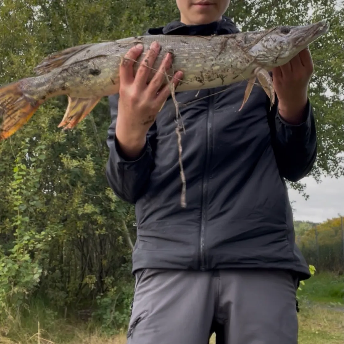 Northern pike caught on Fishbrain