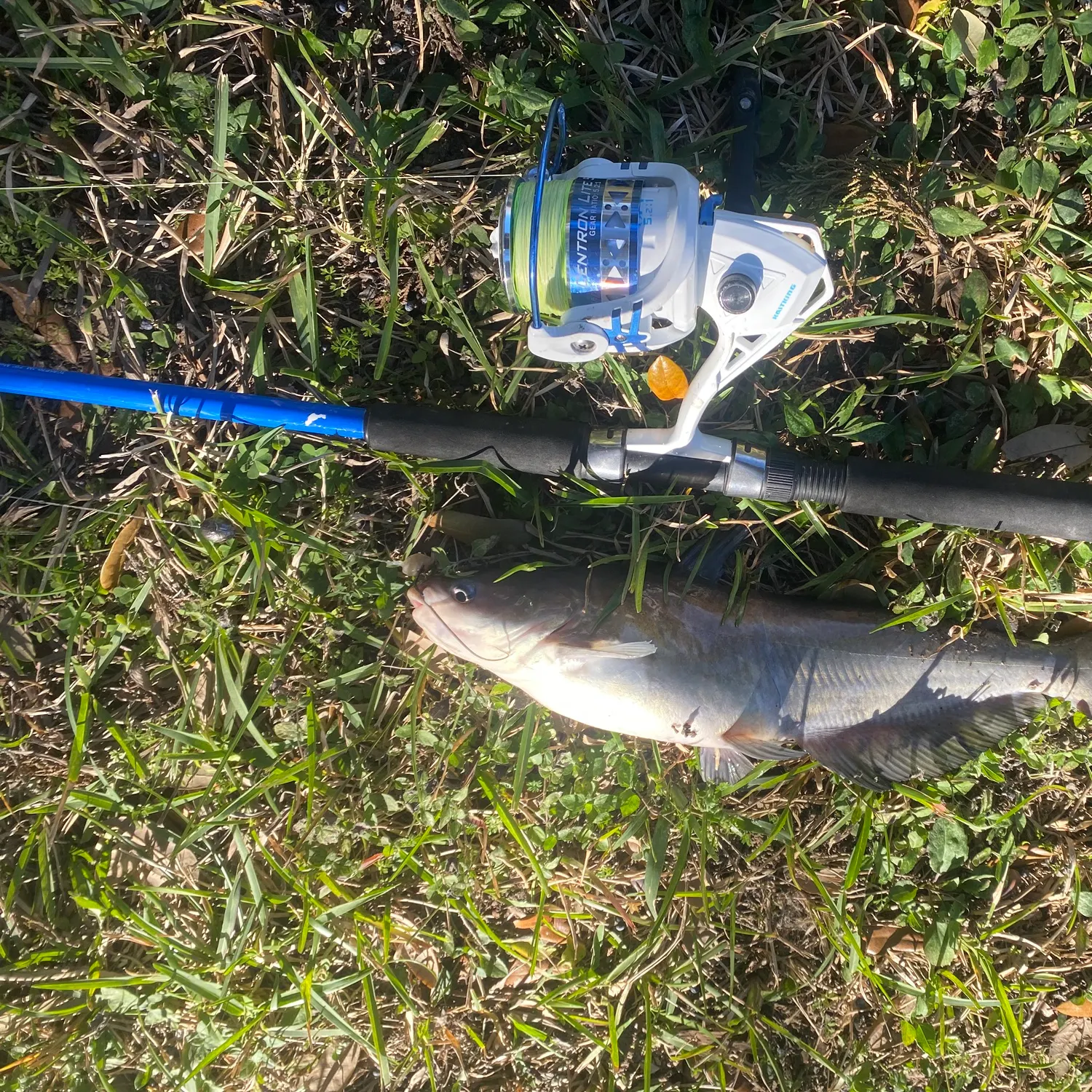 The most recent Blue catfish catches on Fishbrain