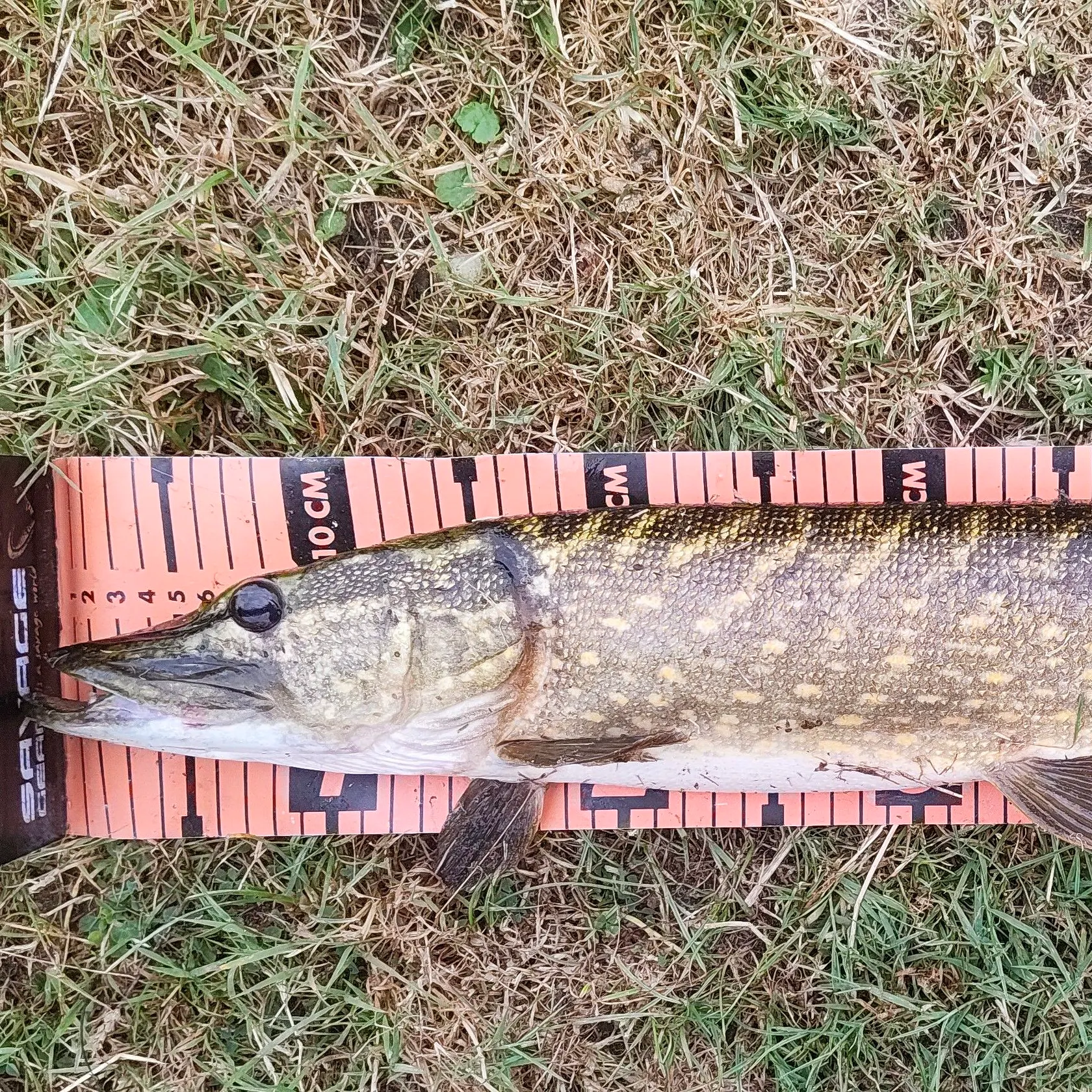 Northern pike caught on Fishbrain