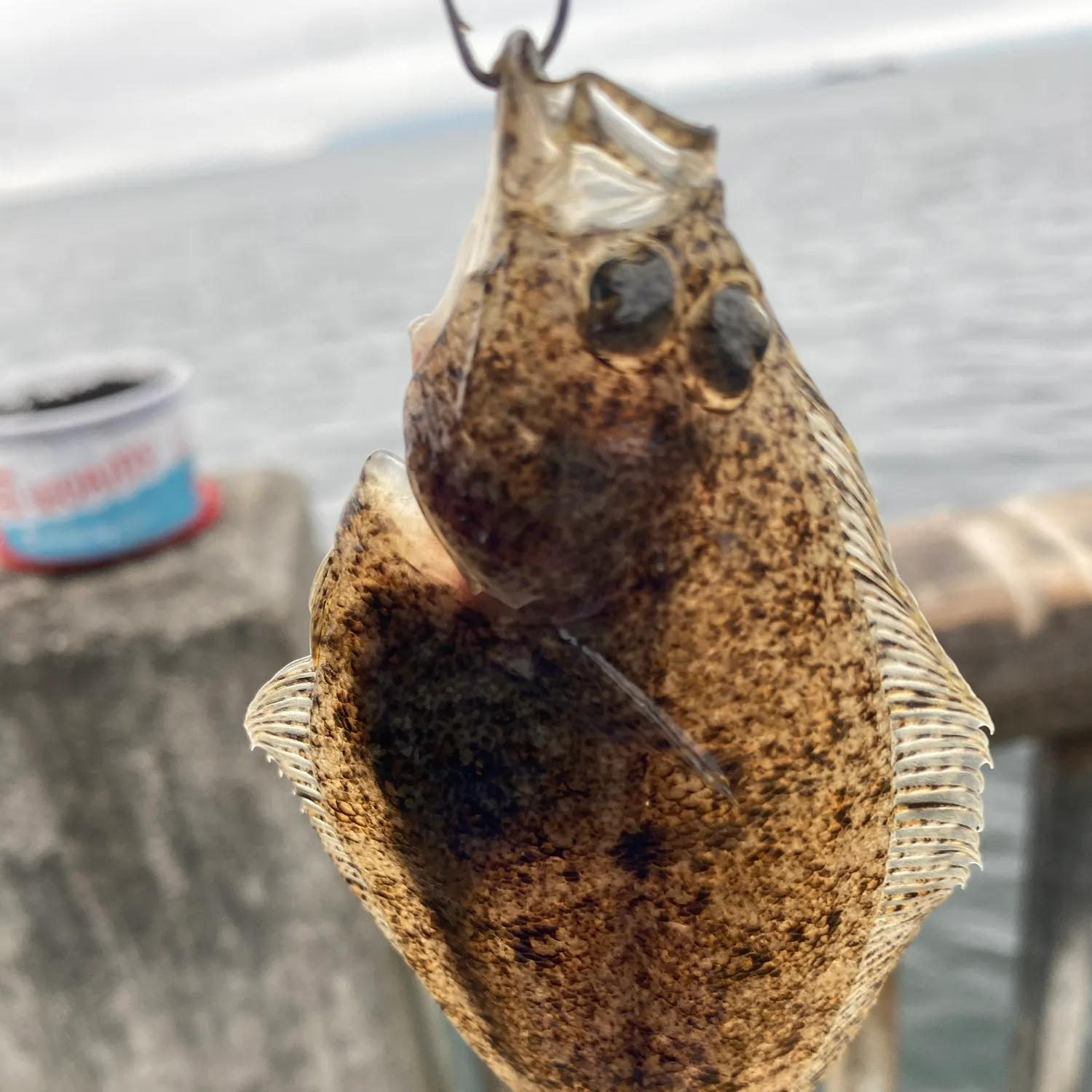 California halibut caught on Fishbrain