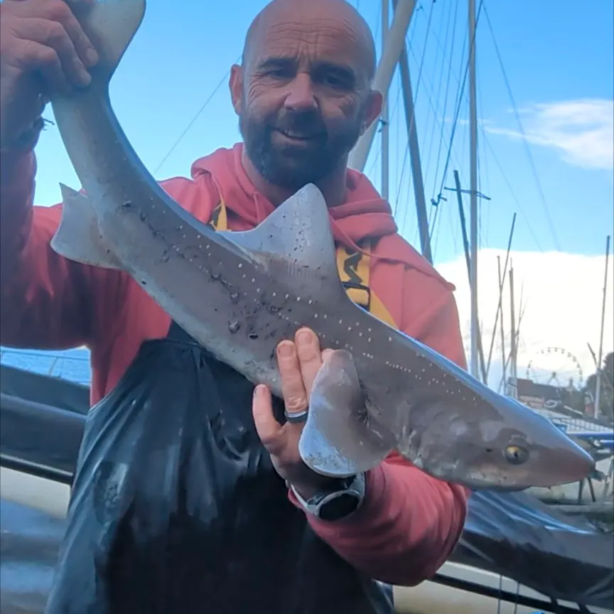 The most recent Starry smooth-hound catches on Fishbrain