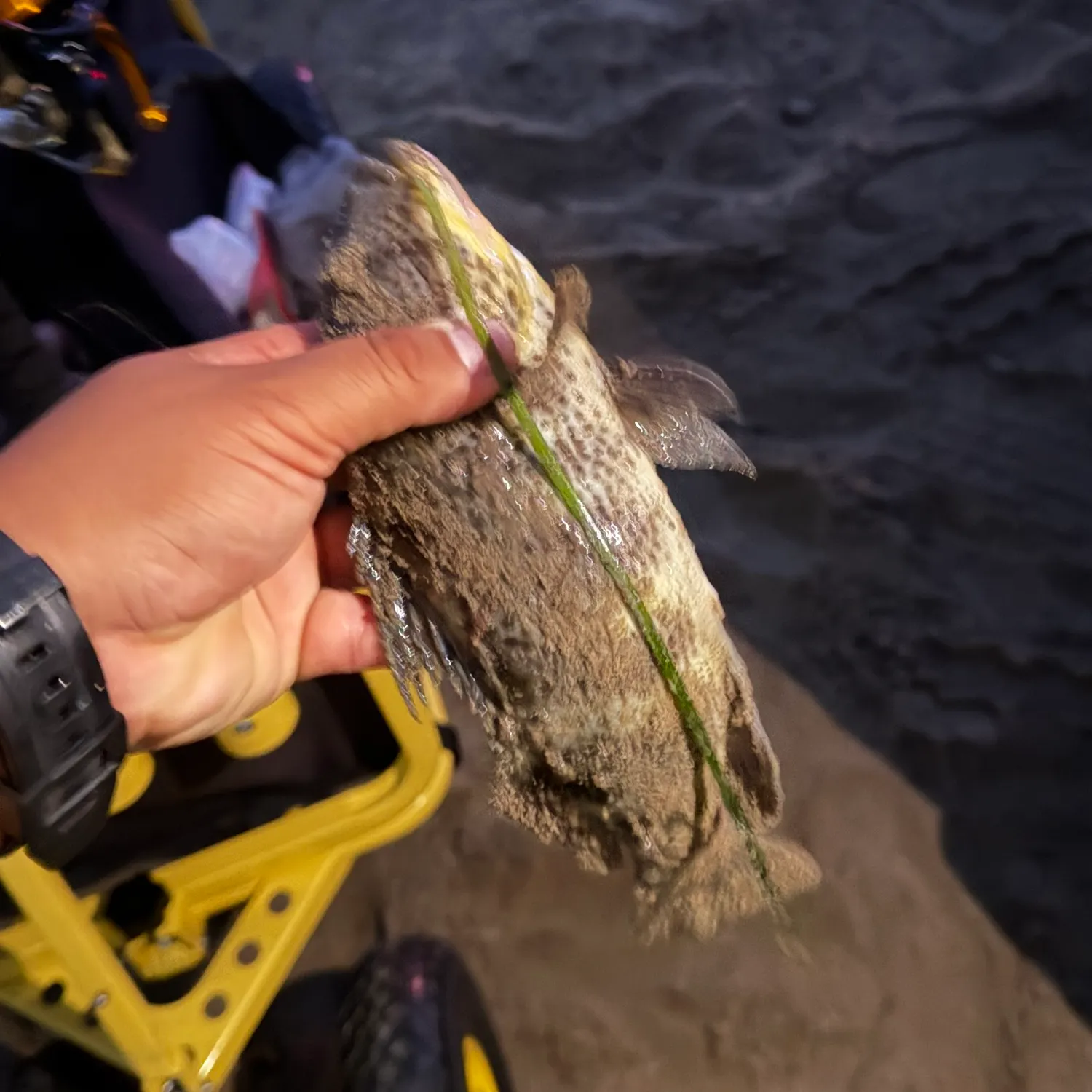 Spotted sand bass caught on Fishbrain