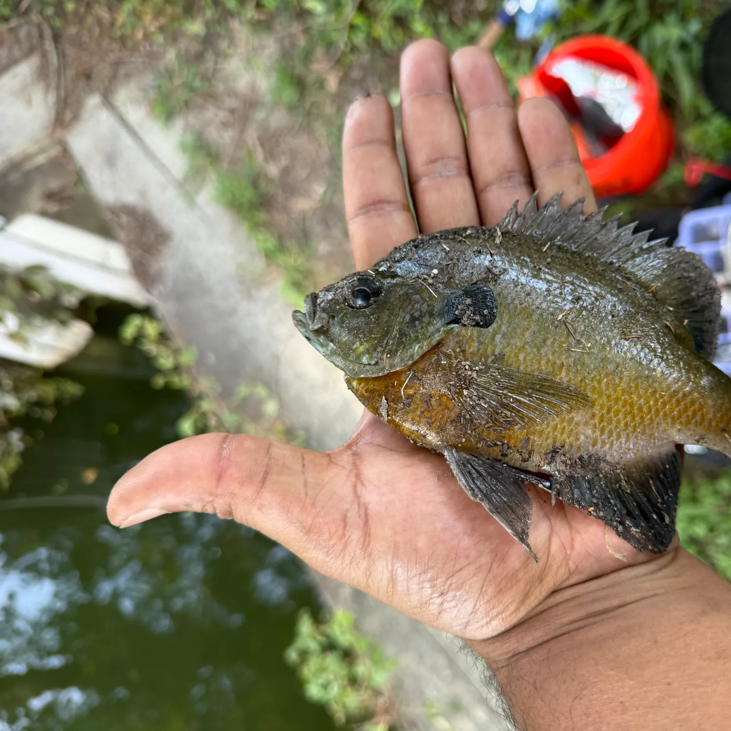 Greengill hybrid caught on Fishbrain