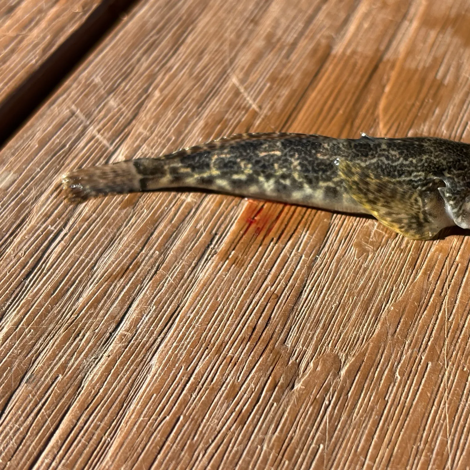 Prickly sculpin caught on Fishbrain