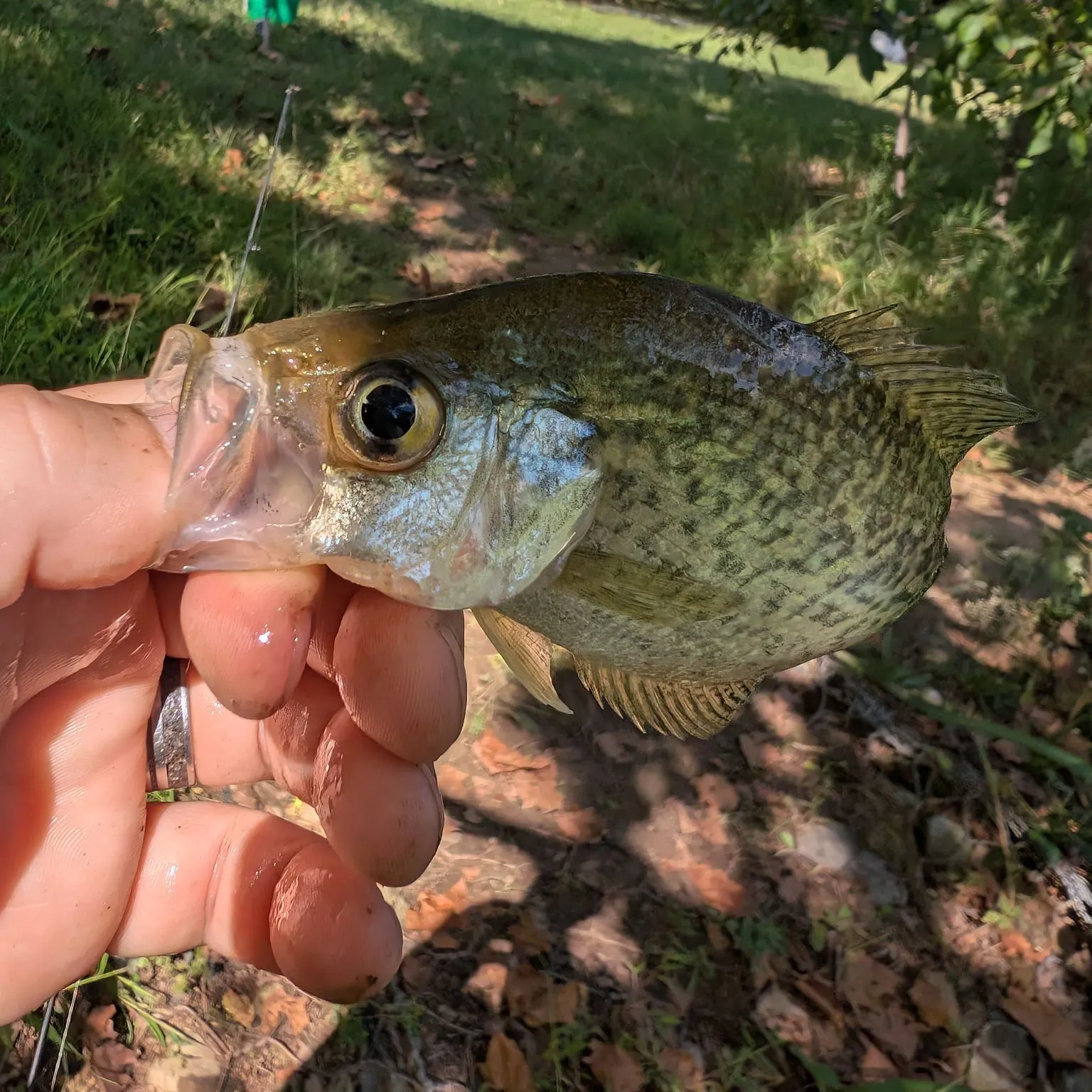 Black crappie caught on Fishbrain