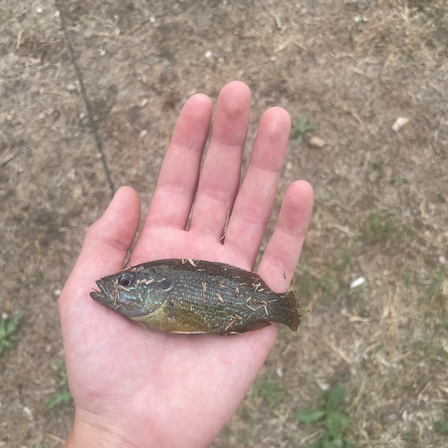 Green sunfish caught on Fishbrain