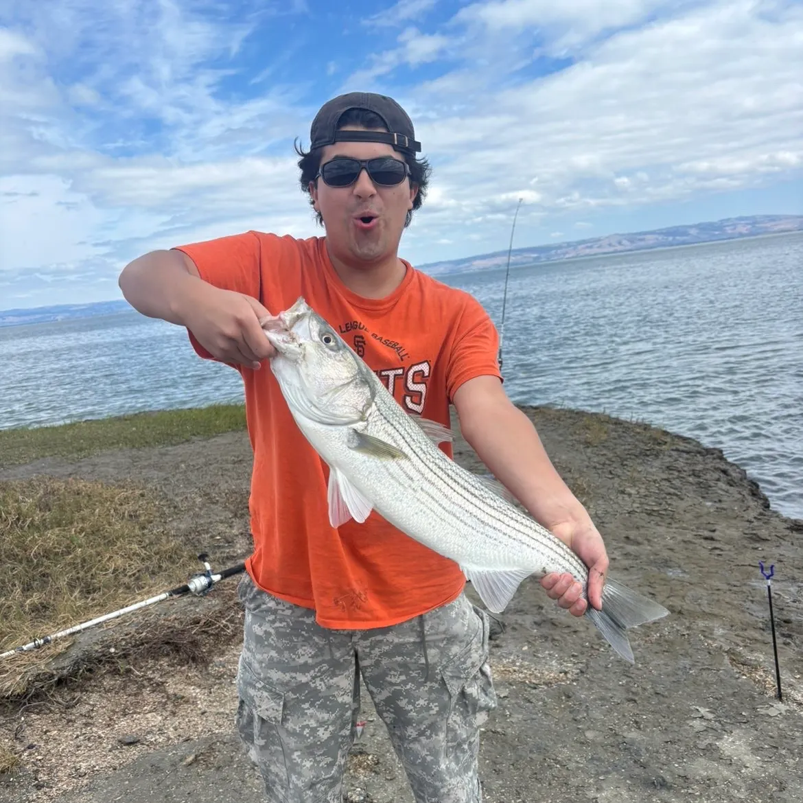 Striped bass caught on Fishbrain