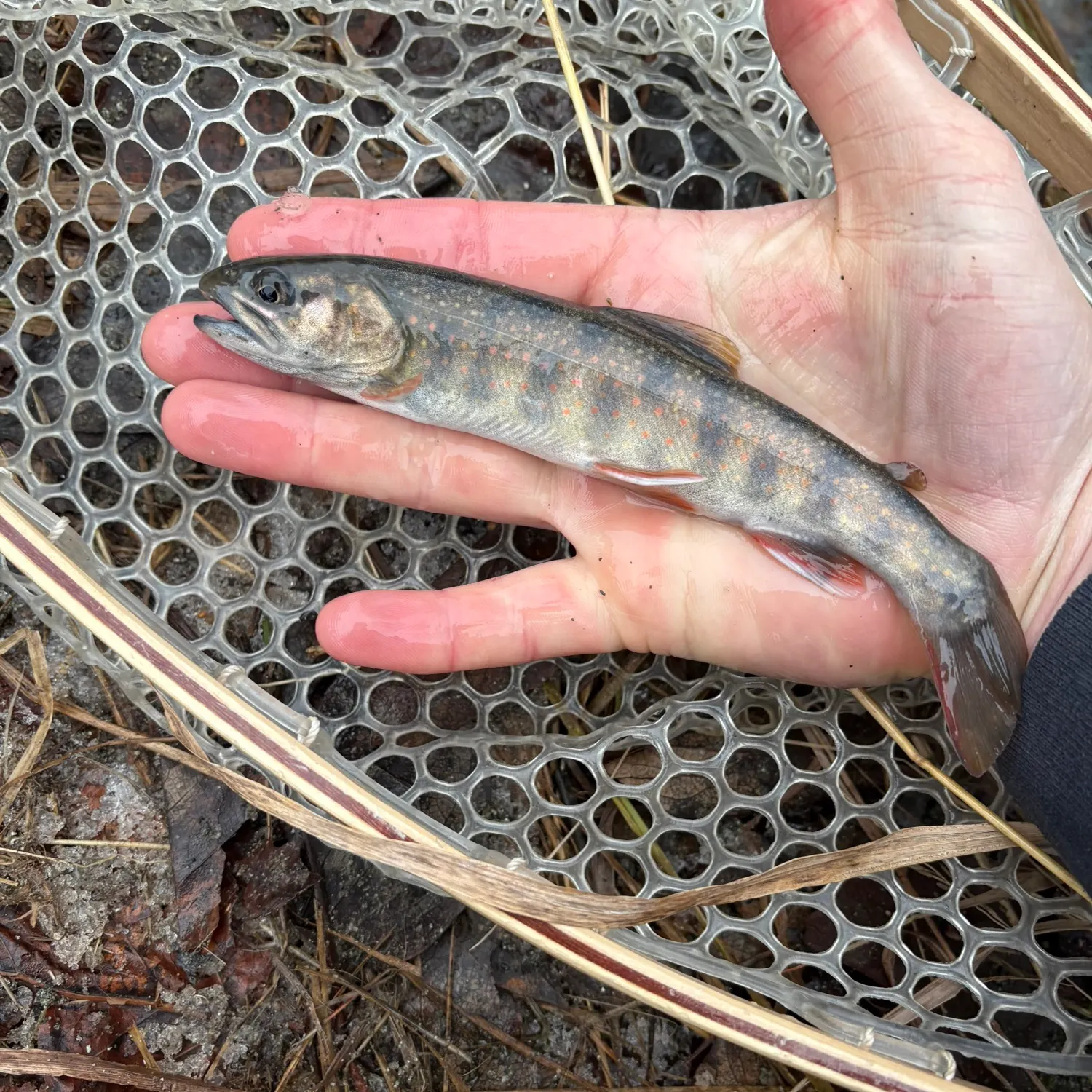 The most recent Dolly varden catches on Fishbrain